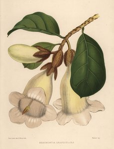 ネパールのトランペットの花やヘラルドトランペット、Beaumontia grandiflora
